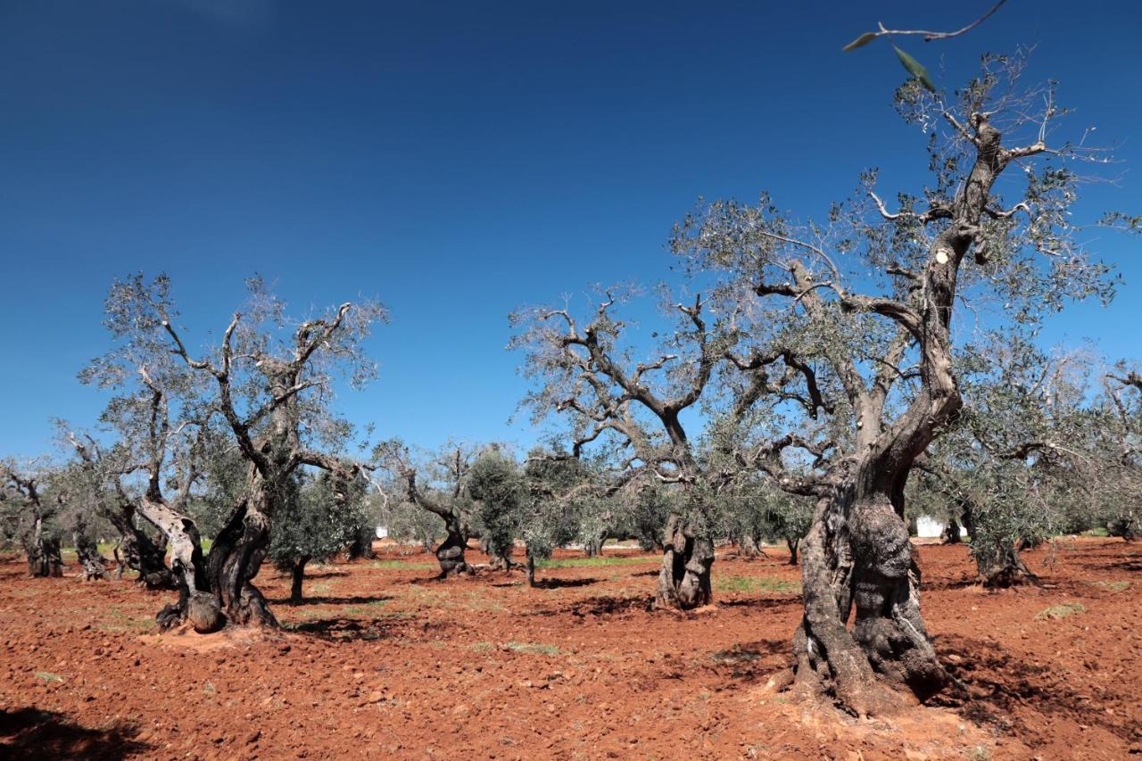 أوستوني Masseria Conca D'Oro المظهر الخارجي الصورة