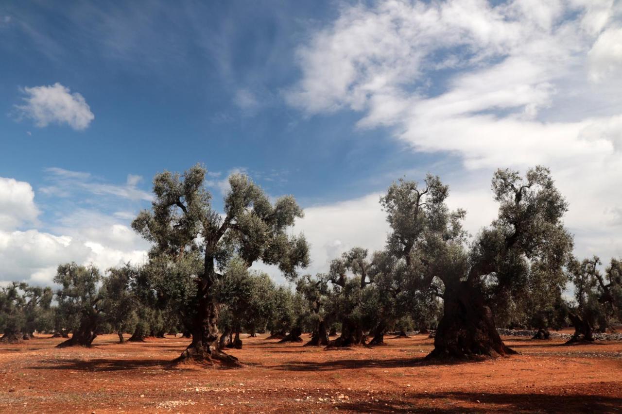 أوستوني Masseria Conca D'Oro المظهر الخارجي الصورة